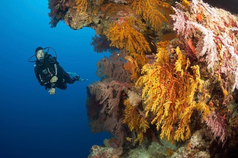 Diver and coral reef, Osprey Reef, Coral Sea, Australia, Oceania