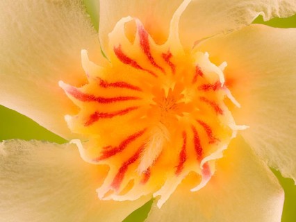 Flower of the oleander (Nerium oleander), macro photo, studio photo, Germany, Europe