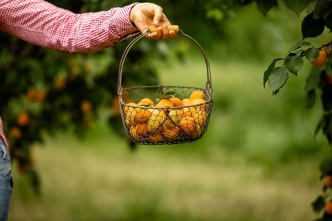 Unrecognised woman's hand holding wickered metal basket full of fresh organic apricots. Fruit