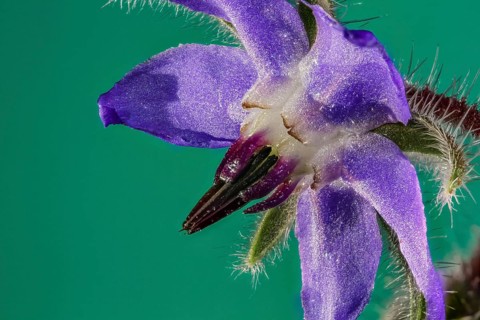 Borage (Borago officinalis)
