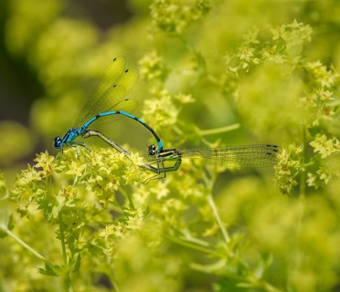 Insect love, Damselfly couple mating on a yellow flower