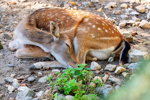 A young deer lies peacefully on the ground, surrounded by stones and plants, Straubing Zoo, . Lower