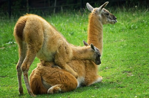Baby llama playing with her mother on the lawn