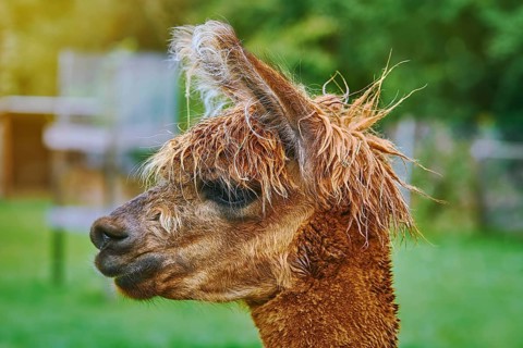 Portrait of Alpaca (Vicugna Pacos) against Green Background Bolsternang, Germany, Europe