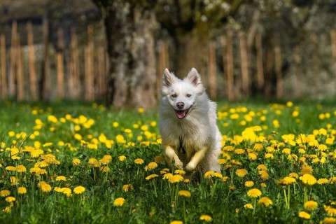 Icelandic dog in a meadow with dandelions