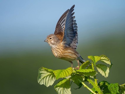 Linnet, Common Linnet, Eurasian Linnet, (Carduelis cannabin), (Acanthis cannabina), Linotte