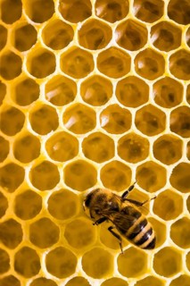Honey bee on honeycomb in beehive, Lower Saxony, Federal Republic of Germany