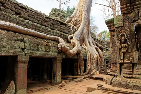 The temple of Ta Prohm in Cambodia, overgrown with roots