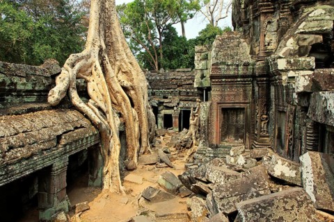 The temple of Ta Prohm in Cambodia, overgrown with roots