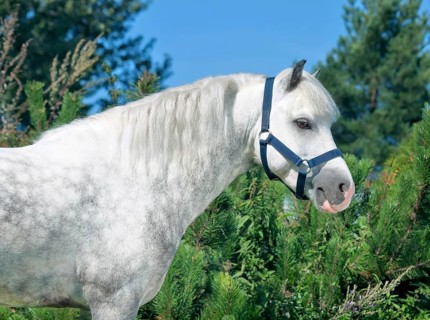 Portrait of grey welsh pony