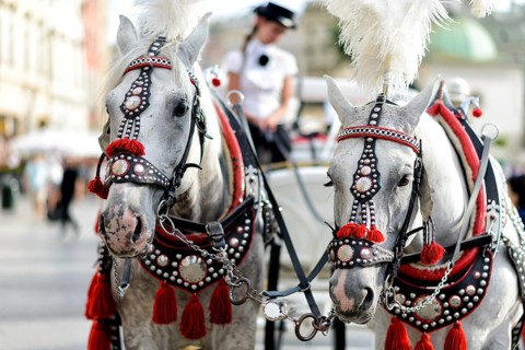 Horses with a carriage on the main square of Krakow in Poland
