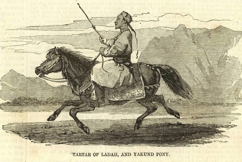 Tartar of Ladah and Yakund Pony