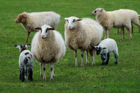 Group of sheep and lambs on a green meadow, sheep with small lambs on a green meadow, borke,