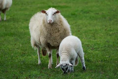 A sheep and a lamb stand on a green meadow, the lamb eats grass, sheep with small lambs on a green