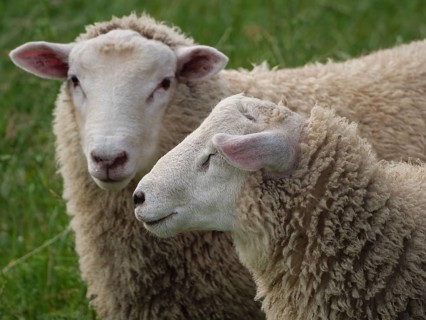 Close-up of two sheep on a green meadow, one looking peacefully, Velen, North Rhine-Westphalia,