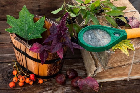 Autumn still life with autumn leaves, old books and wooden bucket