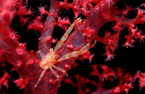 Jumping crab on soft coral, Galathea sp., Egypt, Red Sea, Brother Islands, Africa