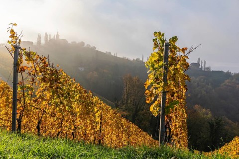 Autumn atmosphere, forest with foliage colouring, morning light over a vineyard, early morning mist