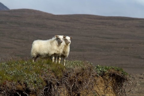 Sheep in the Icelandic highlands