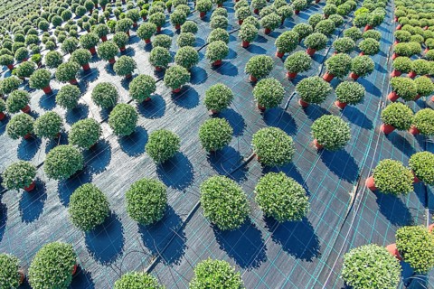 Outdoor Plant Nursery, Potted Plants, Flower Pots Outdoor, Nursery for plants