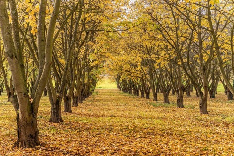 Cherry trees in an orchard in autumn. France