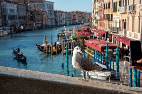 Canal Grande from Rialto Bridge in Venice, a Seagull posing, Italy, Europe