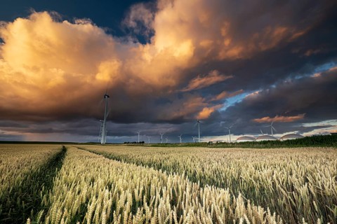 Dramatic shower cloud at sunset over wheat field and windmills