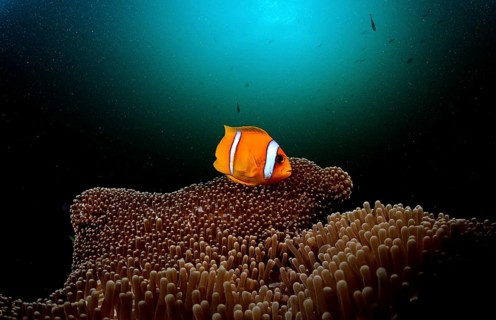 Red Sea Anemonefish, Amphiprion bicinctus, Djibouti, Djibouti, Africa, Afar Triangle, Gulf of Aden,