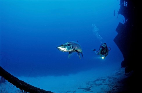 Diver and tarpon on the Hilma Hooker shipwreck, Megalops atlanticus, Netherlands Antilles, Bonaire,