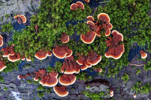 Tree fungi (xylobionts) on dead wood in the forest, Offenbach am Main, Hesse, Germany, Europe