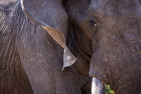 African elephant (Loxodonta africana) portrait, detail, close-up, Manyeleti Game Reserve, South