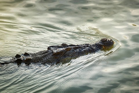 Saltwater crocodile, also known as saltie (Crocodylus porosus) at the Cahill Crossing ford through