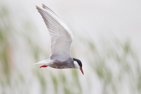 White-bearded Tern, Chlidonias hybrida, Whiskered Tern