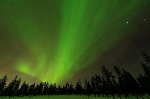 Northern Lights (Aurora borealis) over snowy landscape, Gällivare, Norrbotten, Lapland, Sweden,