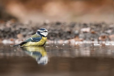 Blue tit takes a bath