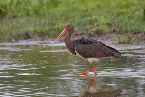 Young black stork foraging for food