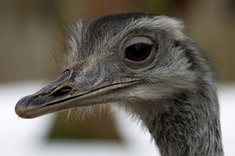 Nandu