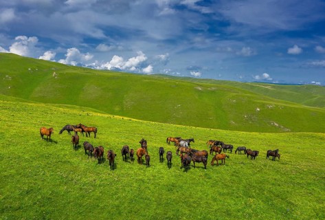 Aerial view of herd of horses grazing on slope meadow in summer. Caucasus montains