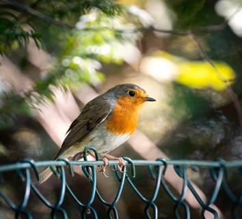 Closeup of an european robin bird sitting on a fence