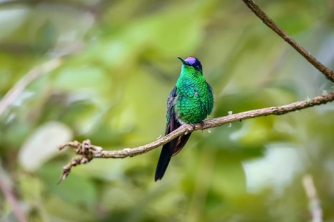 Close-up of a Violet-capped woodnymph perched on a branch against defocused background, front view,