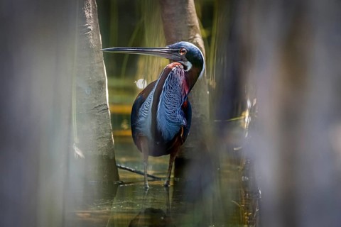 Agami Heron on a tree branch against green natural background, Pantanal Wetlands