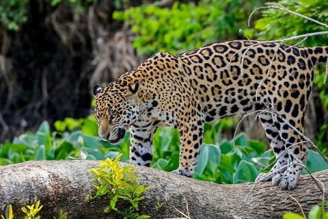 Jaguar standing on a tree trunk against natural background, looking down, Pantanal Wetlands, Mato
