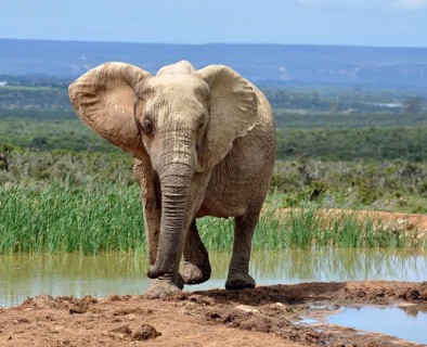 A female African Elephant in the Addo Park, South Africa, Africa