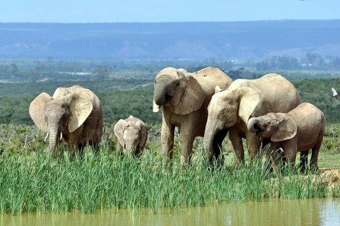 African Elephant herd in the Addo Elephant National Park, South Africa, Africa