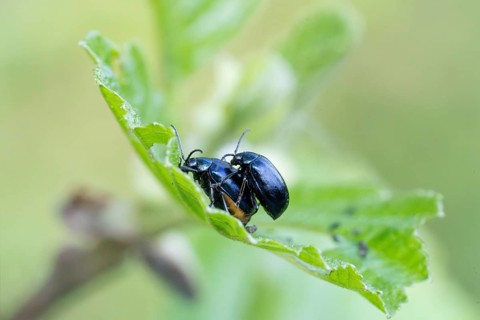 Agelastica alni (Agelastica alni), mating on leaf, North Rhine-Westphalia, Germany, Europe