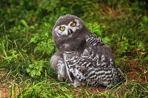 Chick of snowy owl (Bubo scandiacus) Demene, Latvia, Europe