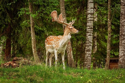 Deers with big horns resting near the forest Latvia