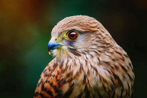 Portrait of Common Kestrel (Falco Tinnunculus) Obermaiselstein, Germany, Europe
