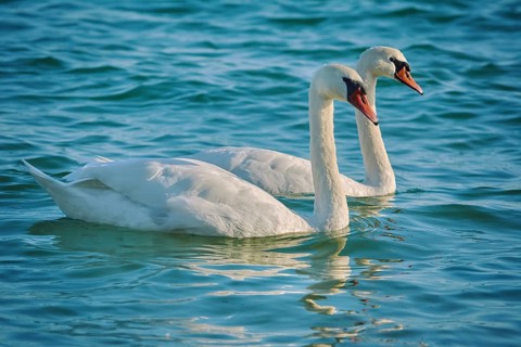 Pair of White Swans in the Black Sea Bay Varna, Bulgaria, Europe