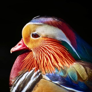 Portrait of Mandarin Duck over the Dark Background Varna, Bulgaria, Europe